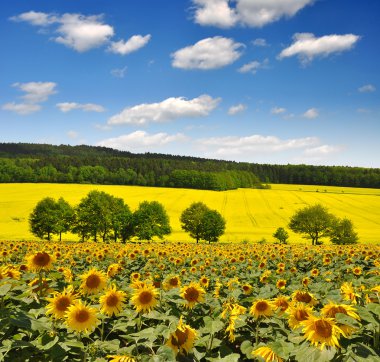 Sunflower field clipart