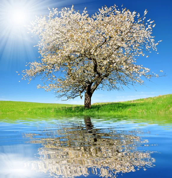 Kukkiva kirsikkapuu — kuvapankkivalokuva