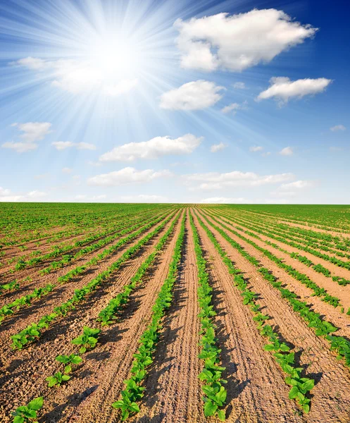 Färska sått solros fält — Stockfoto