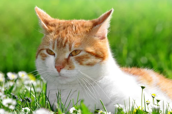 Красная кошка — стоковое фото