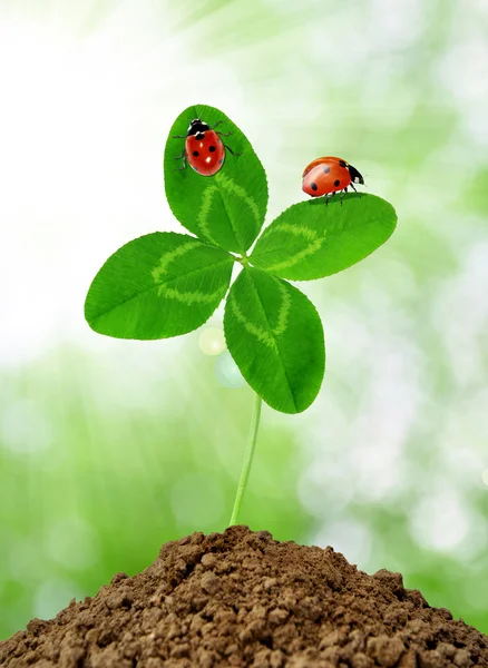 Ladybirds ile büyüyen Yeşil yonca — Stok fotoğraf