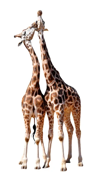 Люблячий жирафи — стокове фото