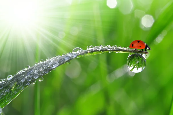 Dew dan Ladybird — Stok Foto