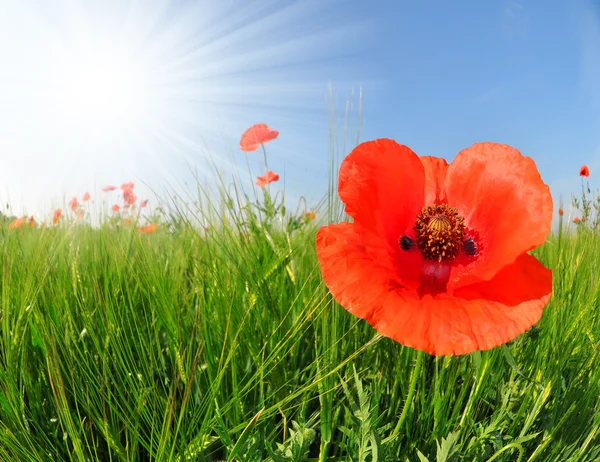 Red poppy in wheat field — Stock Photo, Image