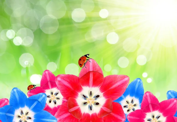 Tulip with ladybug — Stock Photo, Image