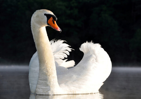 White swan