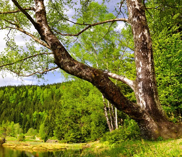 stock image Small Arber Lake