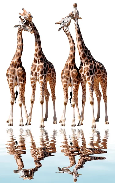 Giraffen lieben — Stockfoto