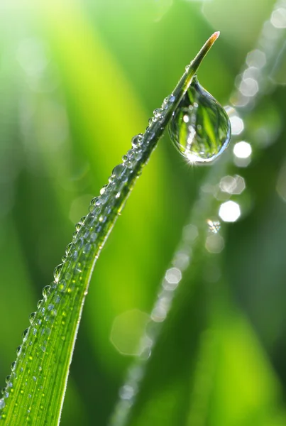 stock image Dew drops