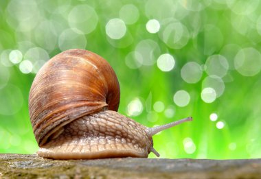 Garden snail clipart