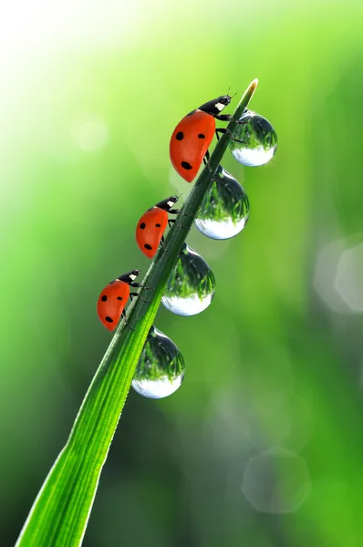Dew and ladybirds — Stock Photo, Image