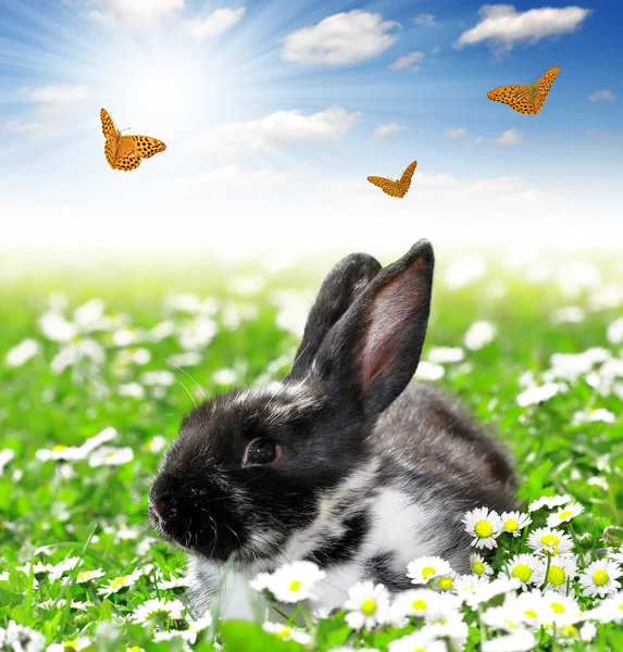 Cute Rabbit — Stock Photo, Image