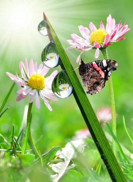 Kelebek ile çiy — Stok fotoğraf