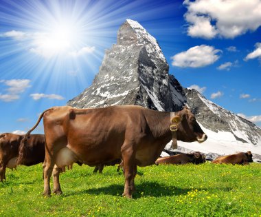 Cow in the meadow clipart