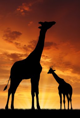 Two giraffes clipart