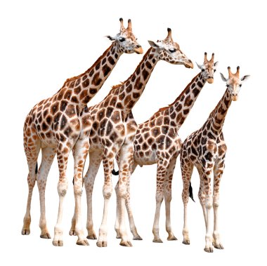 Giraffes clipart