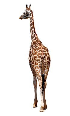 Giraffe clipart