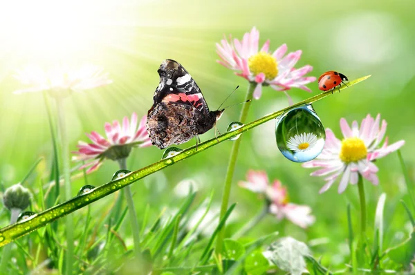 Fjäril och nyckelpiga på gräs — Stockfoto