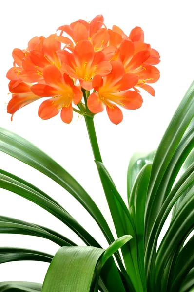 Orangefarbene Clivia miniata — Stockfoto