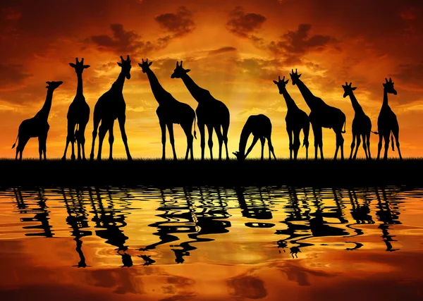Besättning med giraffer — Stockfoto