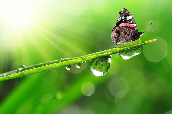 Dew dan kupu-kupu — Stok Foto