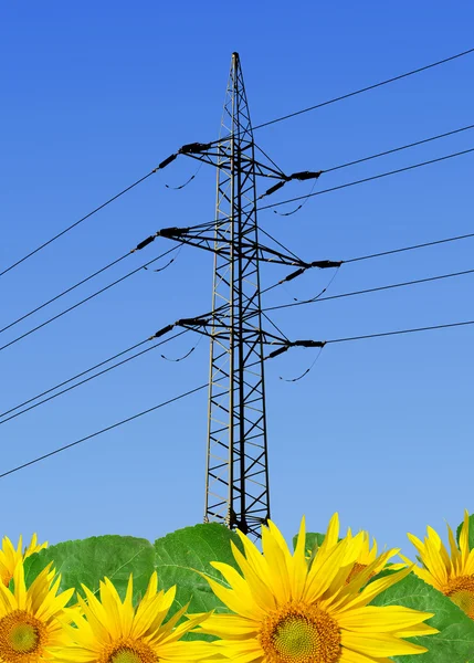 Sunflower field with power line — Stock Photo, Image