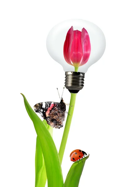 Лампочный тюльпан — стоковое фото
