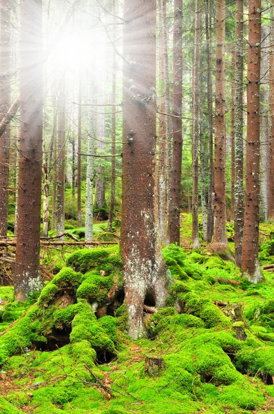 Горный дикий лес — стоковое фото