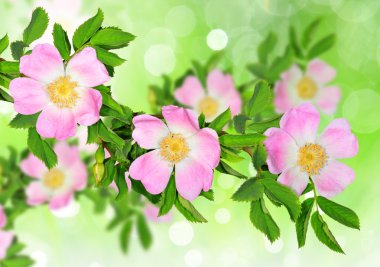 Rosa canina clipart