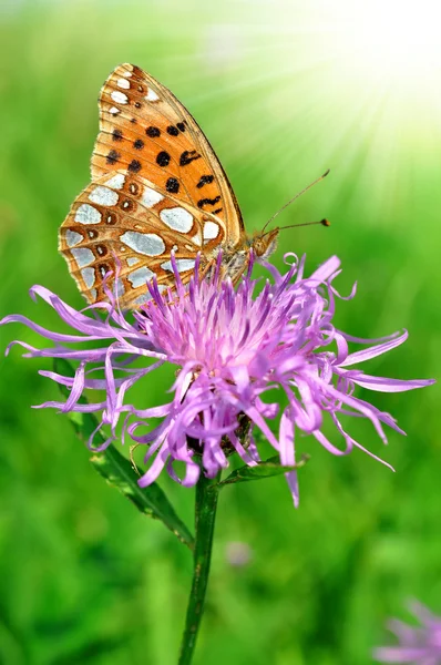 Vlinder Fabriciana aglaia — Stockfoto