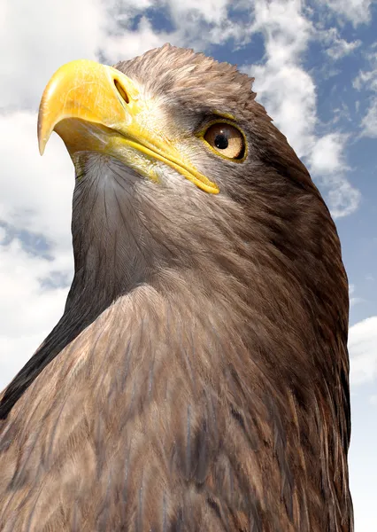 Sea eagle — Stock Photo, Image