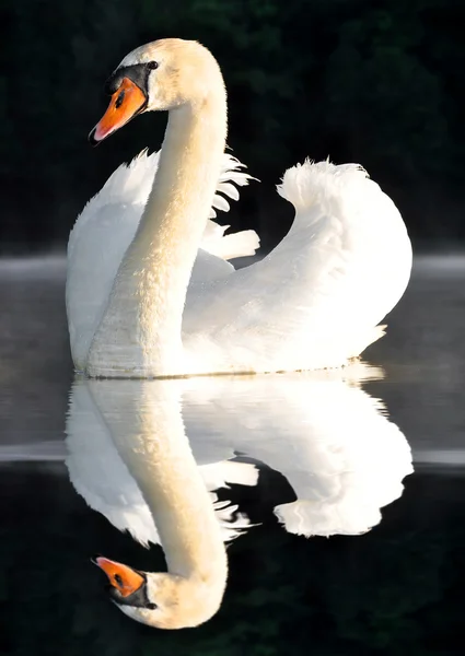 Cisne blanco — Foto de Stock