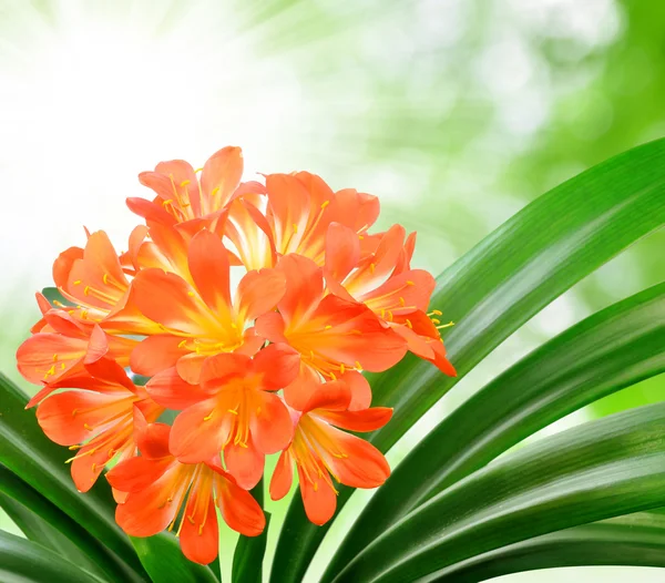 Orange Clivia miniata — Stock Photo, Image