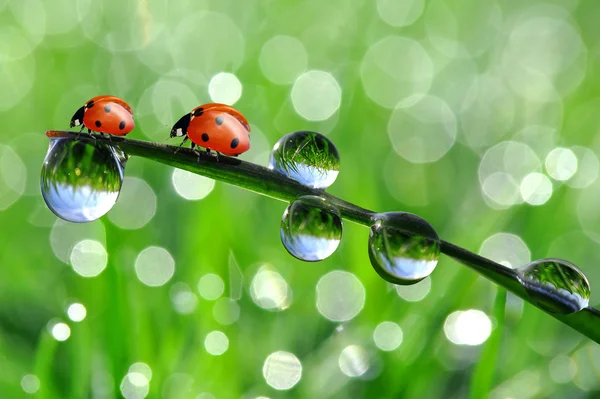 Dew and ladybird — Stock Photo, Image