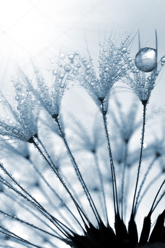 Image result for free images frosted dandelion clock