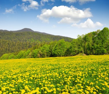 bavarian Forest schwarzeck