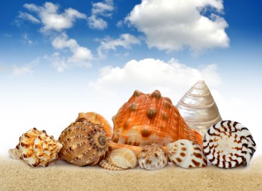 Conch shell clipart