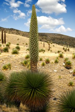 Puya Raimondii clipart