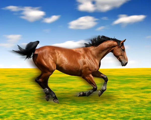 Біжить кінь — стокове фото