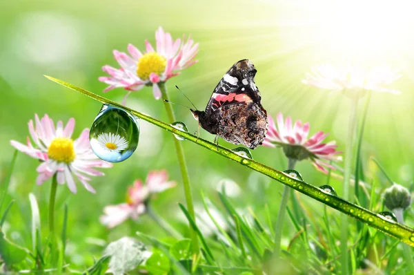Роса и бабочка — стоковое фото