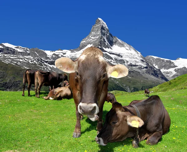 Mandria di vacche — Foto Stock