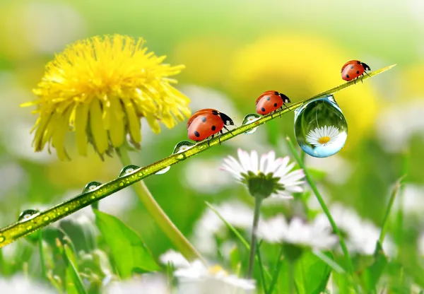 Roua si ladybird — Fotografie, imagine de stoc