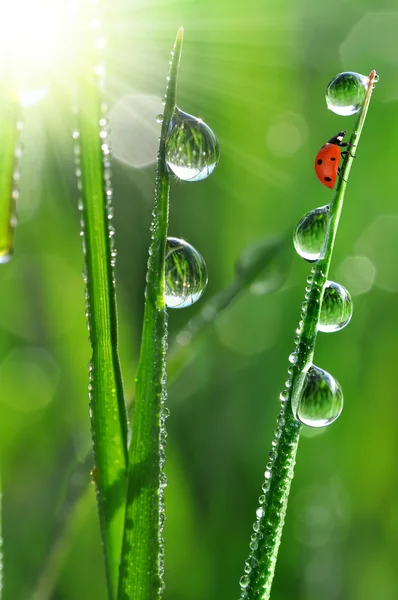 Rosée et coccinelle — Photo