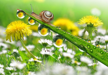 Snail on dewy grass clipart