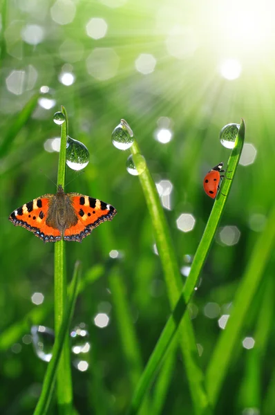 Uğur böceği ile çiy ve kelebek — Stok fotoğraf