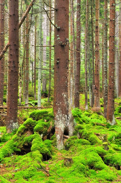 Berg wildwood — Stockfoto