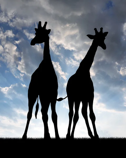 Két zsiráf. — Stock Fotó