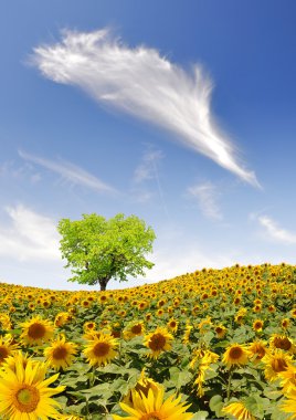 Sunflower field clipart