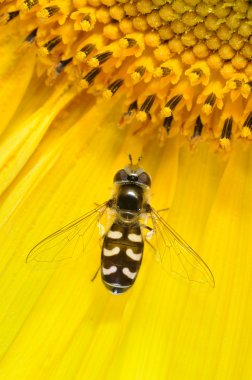 Hoverfly Scaeva pyrastri