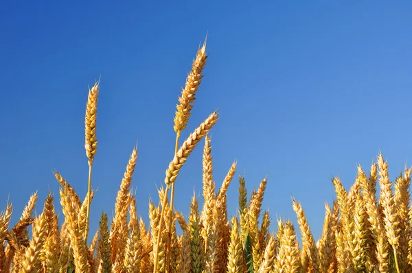 Goldener Weizen — Stockfoto
